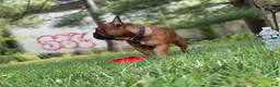 French Bulldog dogs for sale: Napoleon  - Ad 5