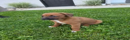Mixed Breed dogs for sale: Mixed Breed Puppy 8 - Ad 8