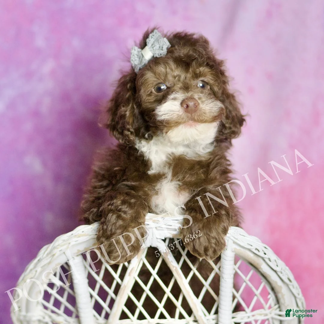 Standard Poodle dogs for sale: Punkin - Ad 2