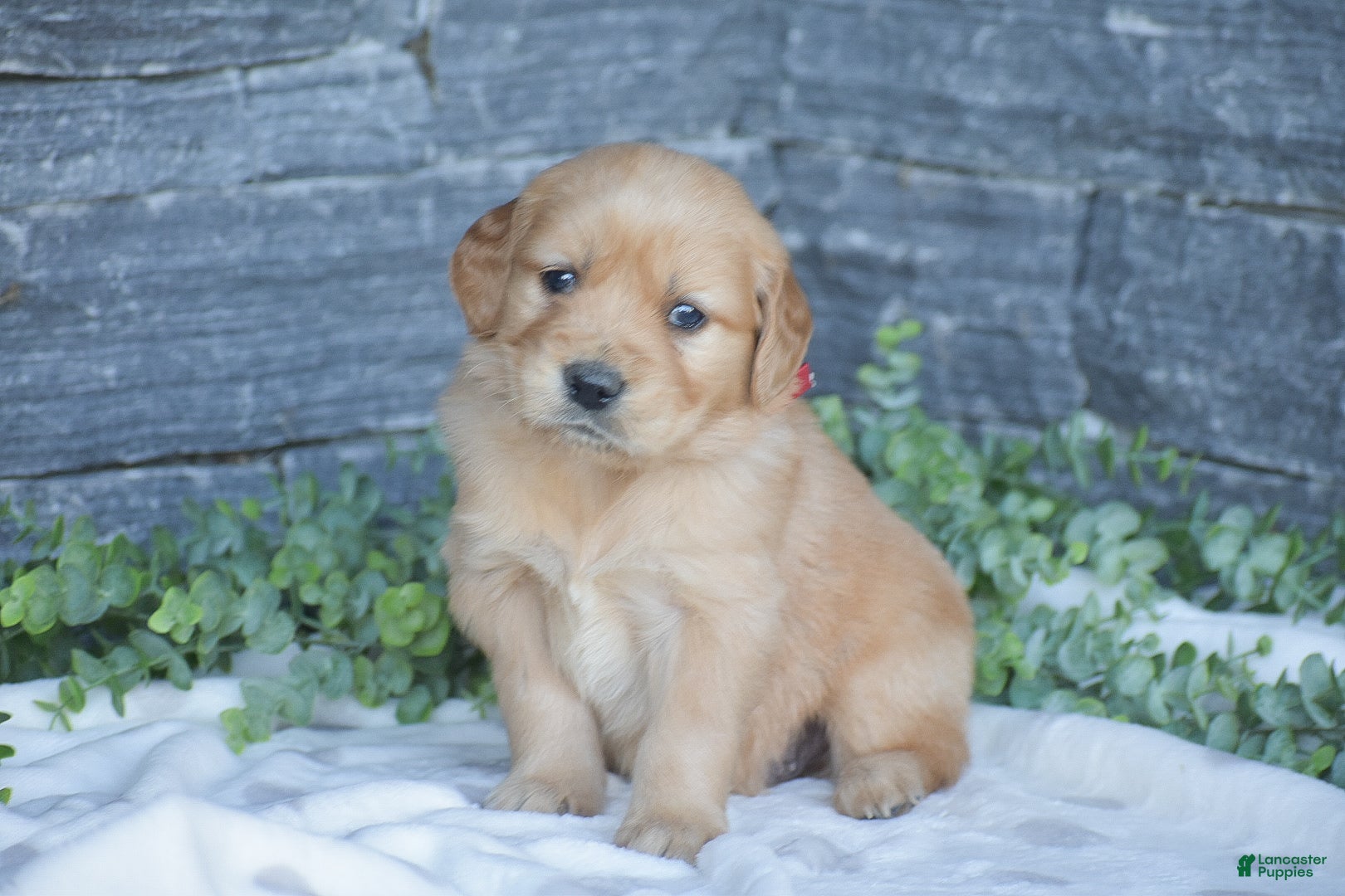 Golden Retriever dogs Brady - Ad 2