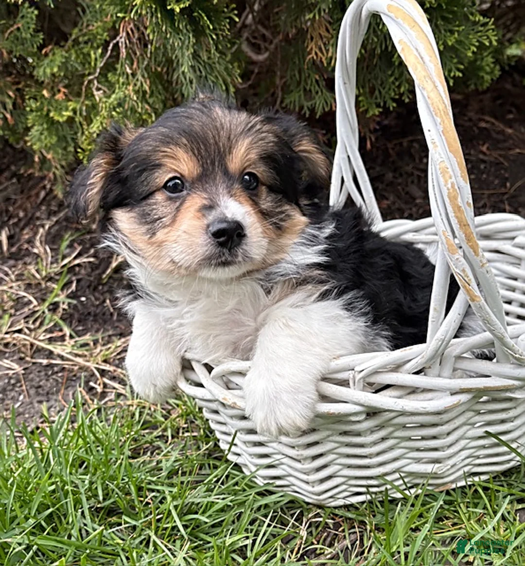 Mixed Breed dogs for sale: Rio - Ad 1