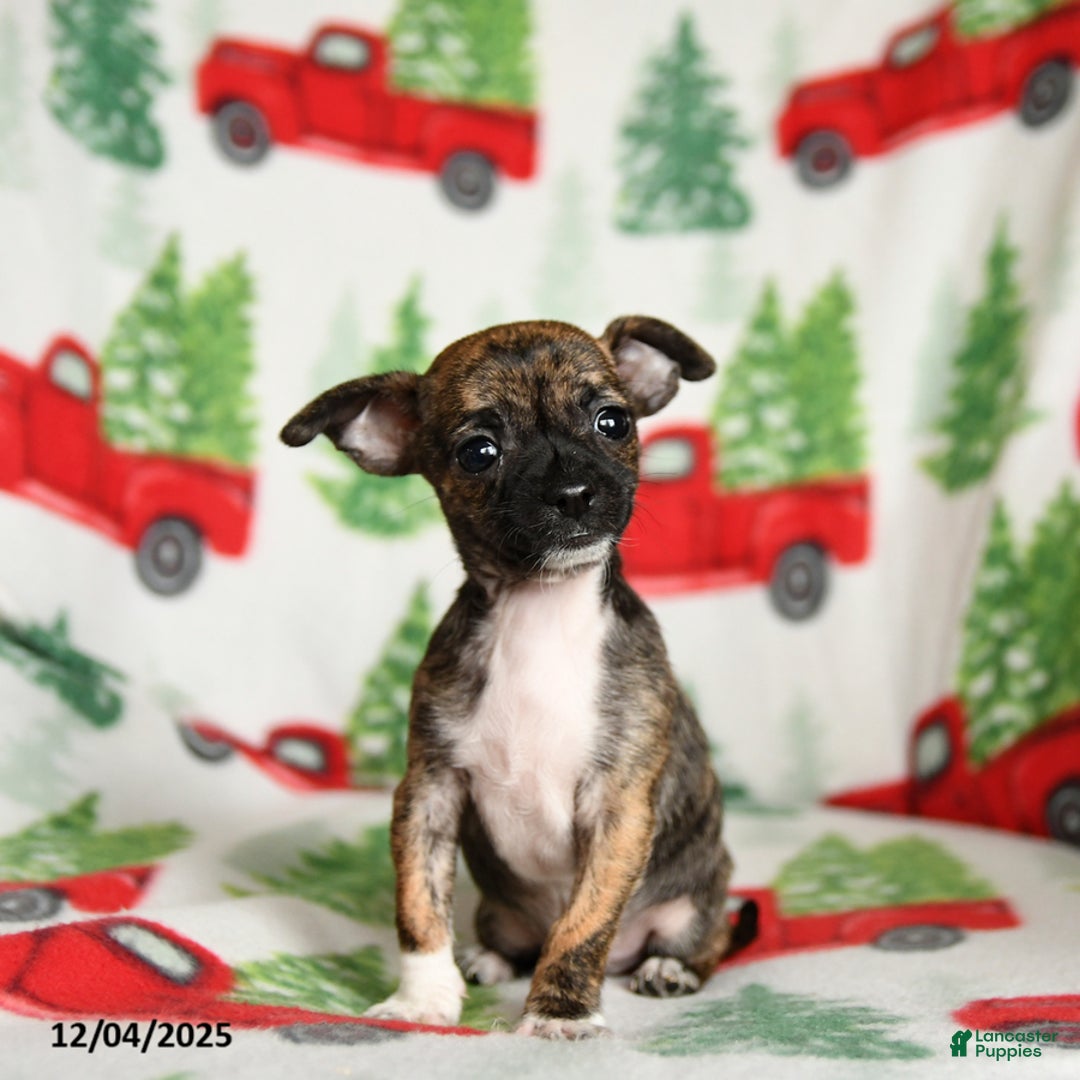 Chihuahua dogs for sale: Brandy - Ad 3