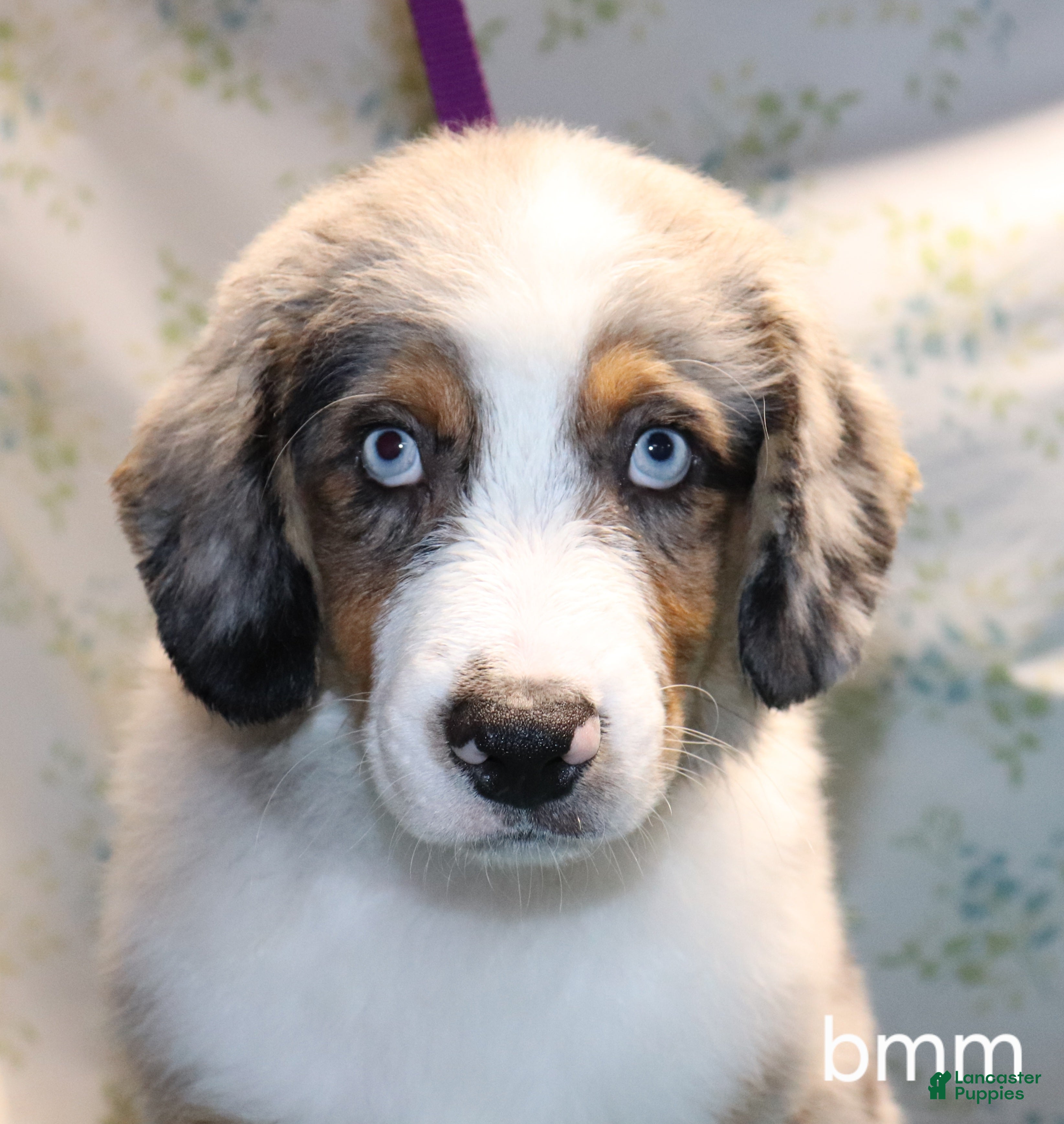 Miniature Australian Shepherd dogs Bmm - Ad 38
