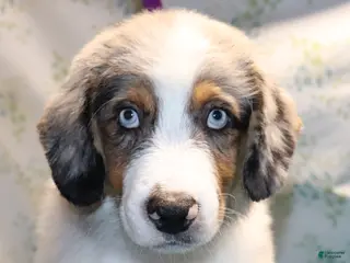 Miniature Australian Shepherd dogs Bmm - Ad 38