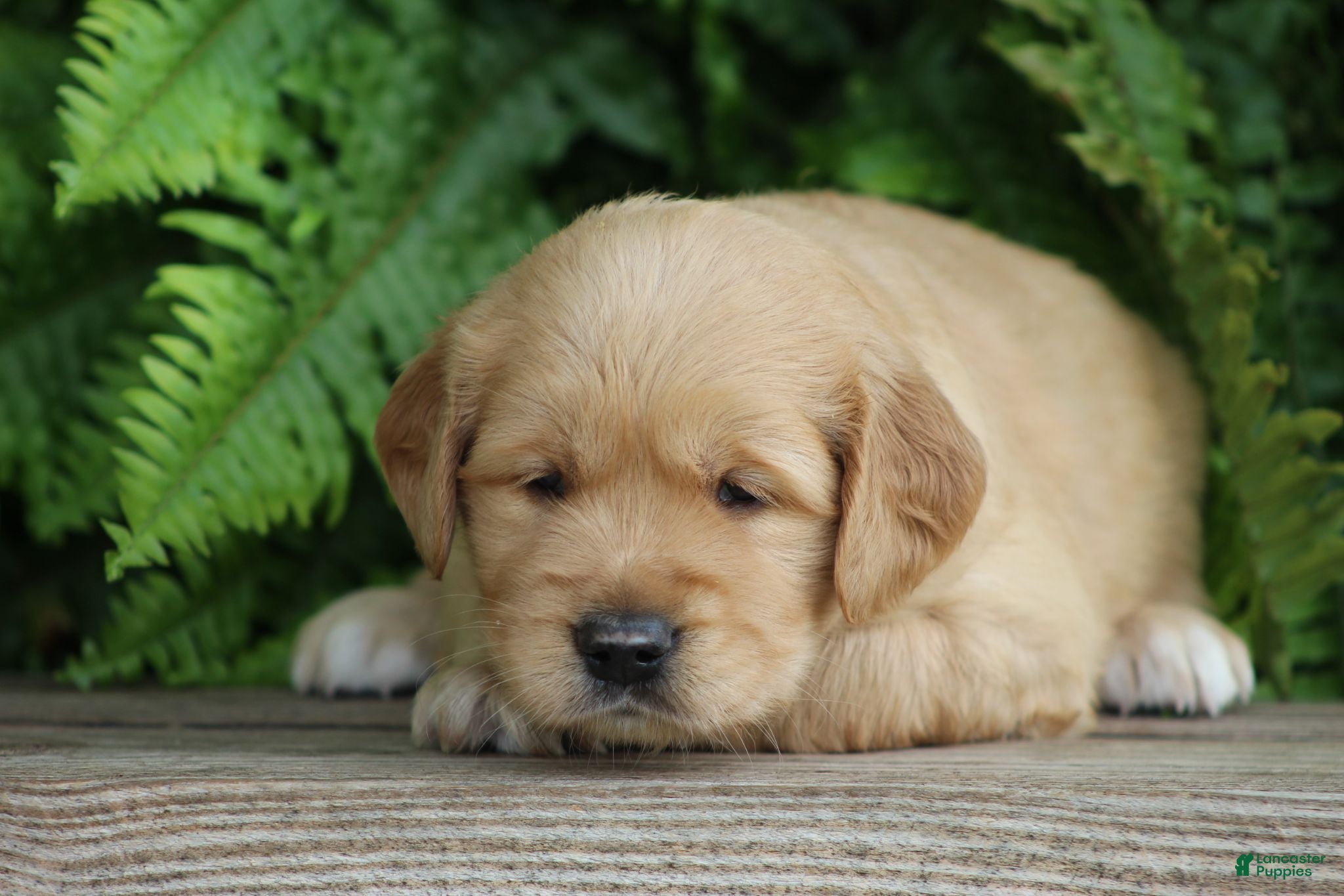 Golden Retriever dogs Sophie - Ad 1