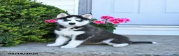 Pomsky dogs for sale: Remi  - Ad 3