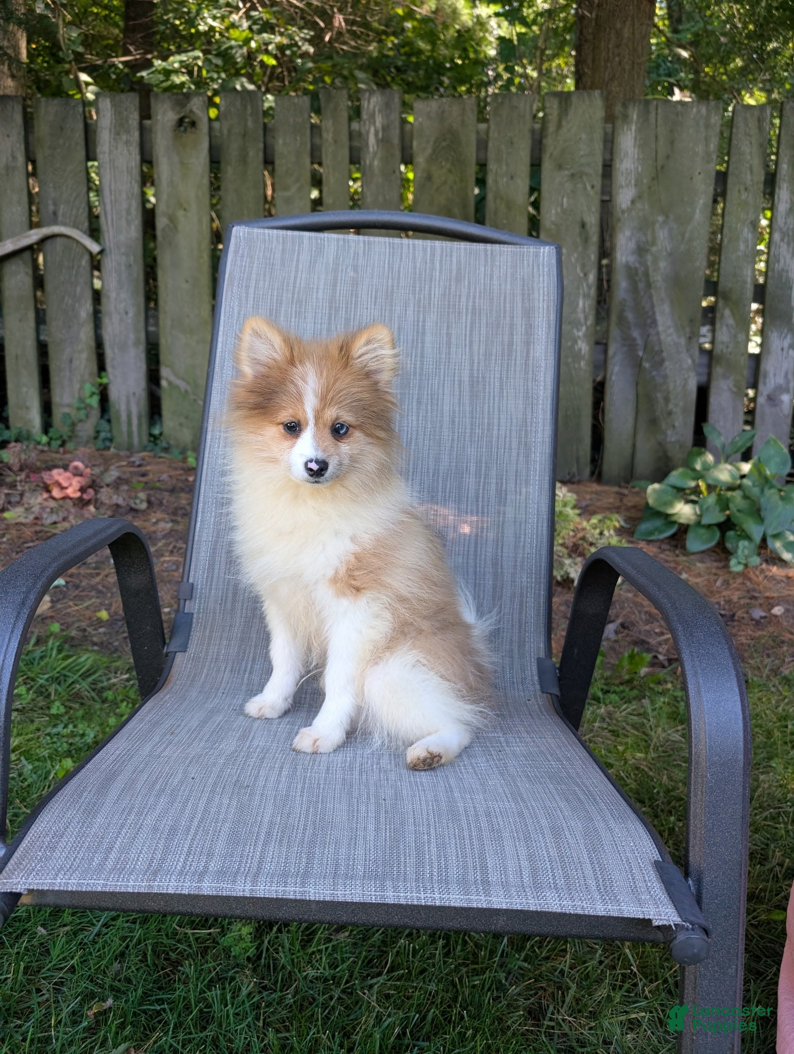 Pomeranian dogs Houston - Ad 1