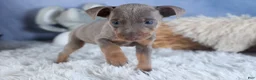 Miniature Pinscher dogs for sale: ALEX - Ad 6