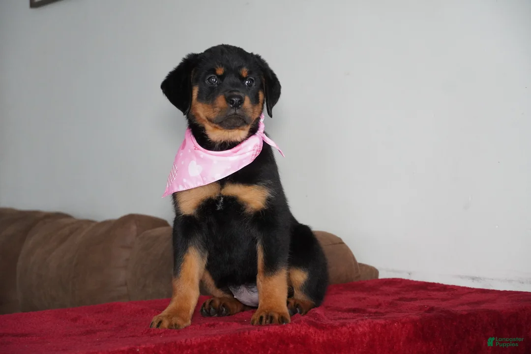 Rottweiler dogs for sale: Sadie - Ad 3