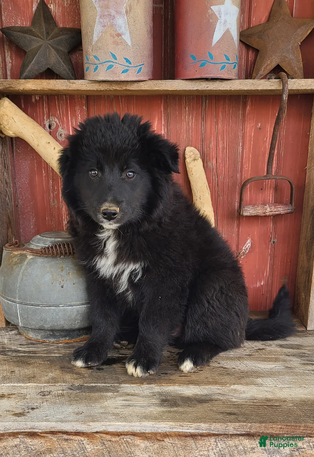 Mixed Breed dogs for sale: Mixed Breed Puppy 2 - Ad 2