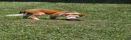Mixed Breed dogs for sale: Skully - Ad 4