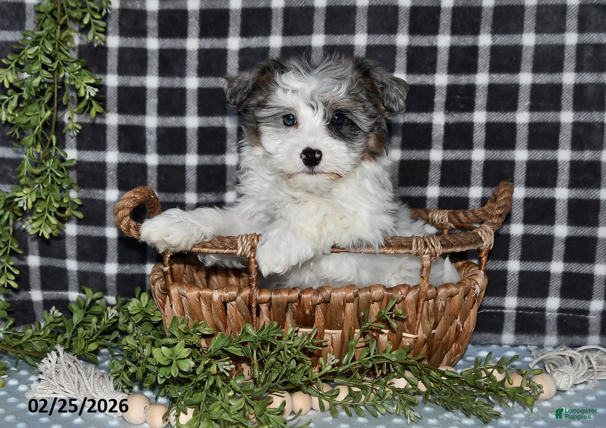 Havapoo dogs Emily - Ad 1