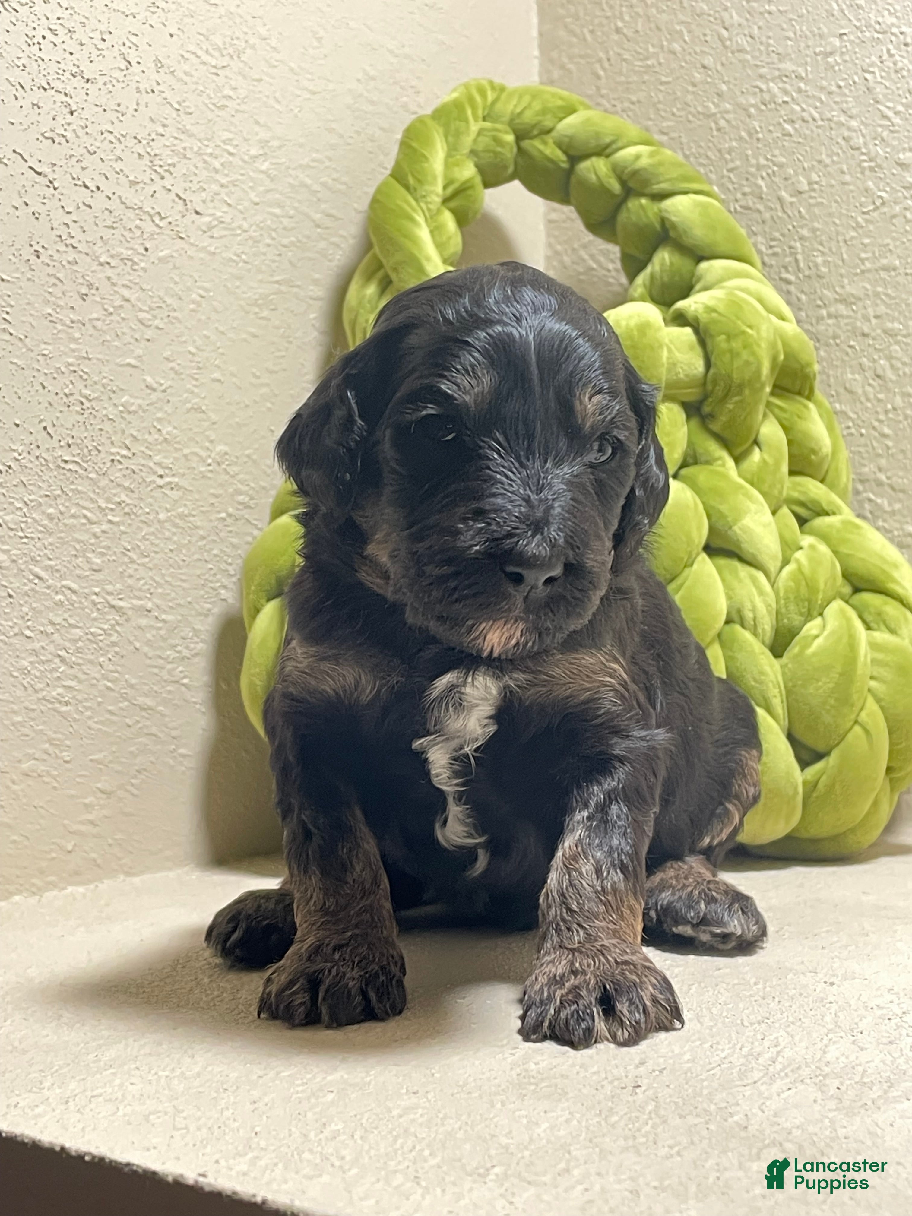 Bernedoodle dogs Bernedoodle Puppy 2 - Ad 5