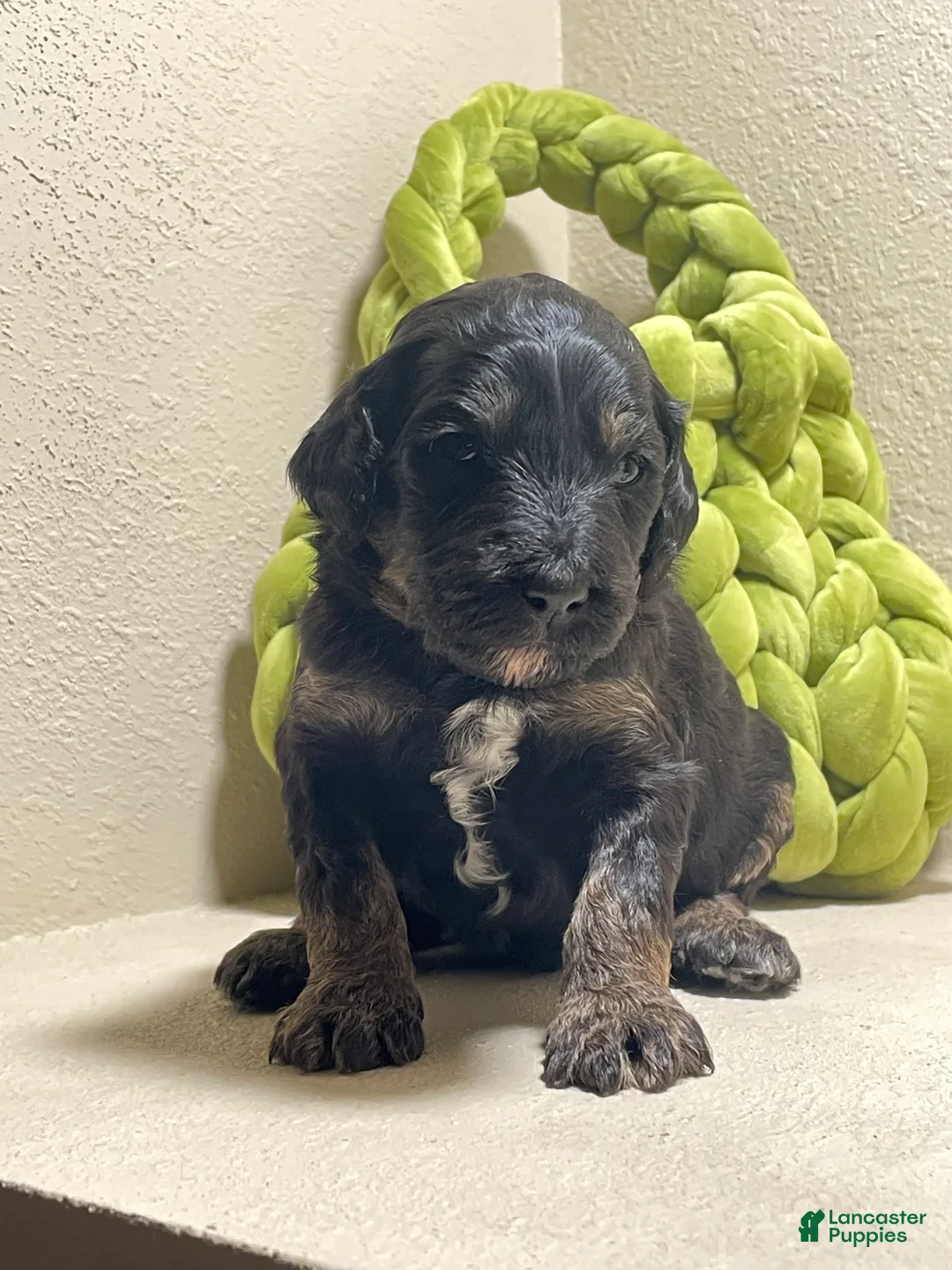 Bernedoodle dogs for sale: Bernedoodle Puppy 2 - Ad 1