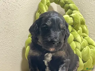 Bernedoodle dogs Bernedoodle Puppy 2 - Ad 5