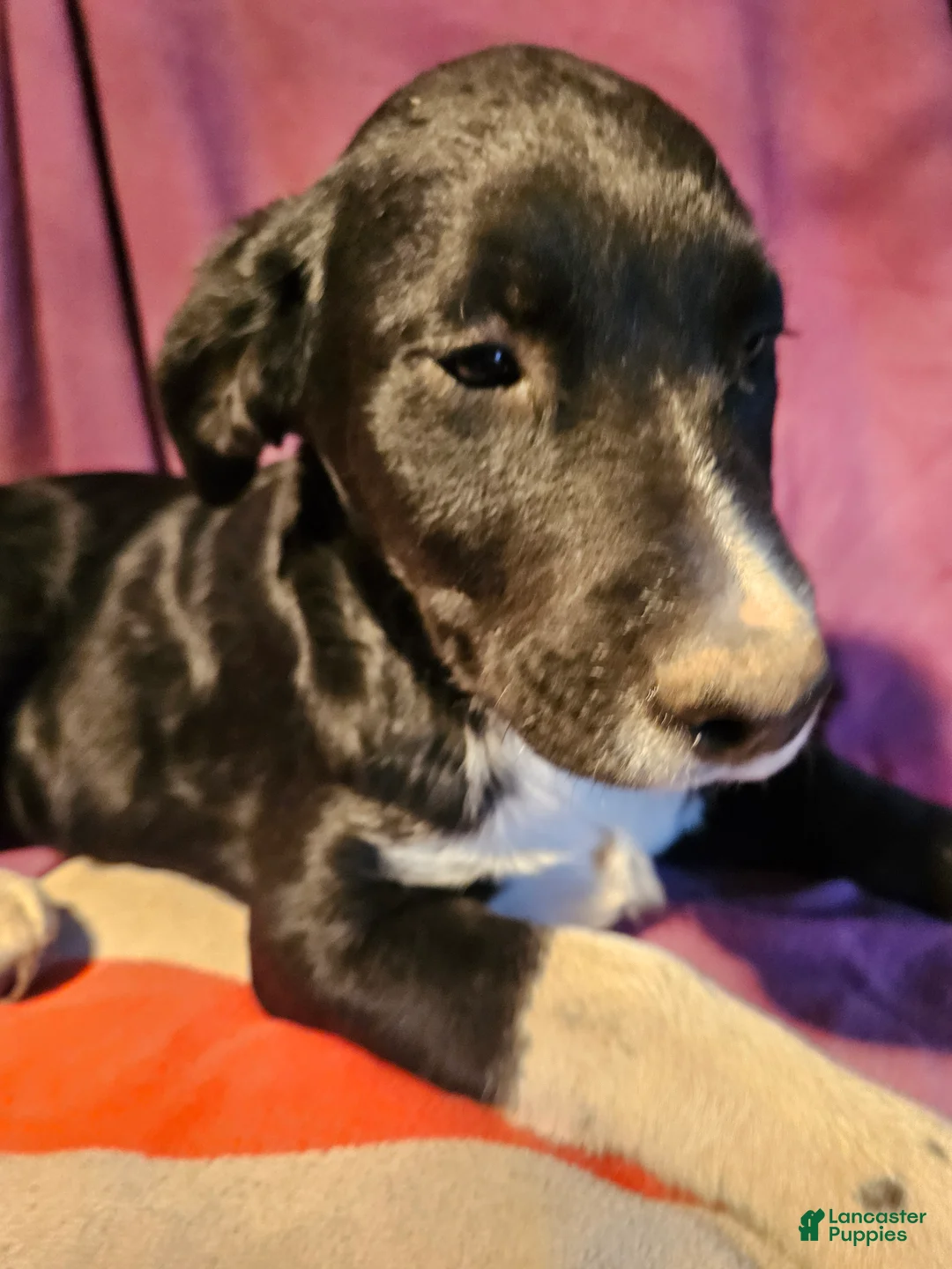 Border Collie dogs for sale: Ice - Ad 2