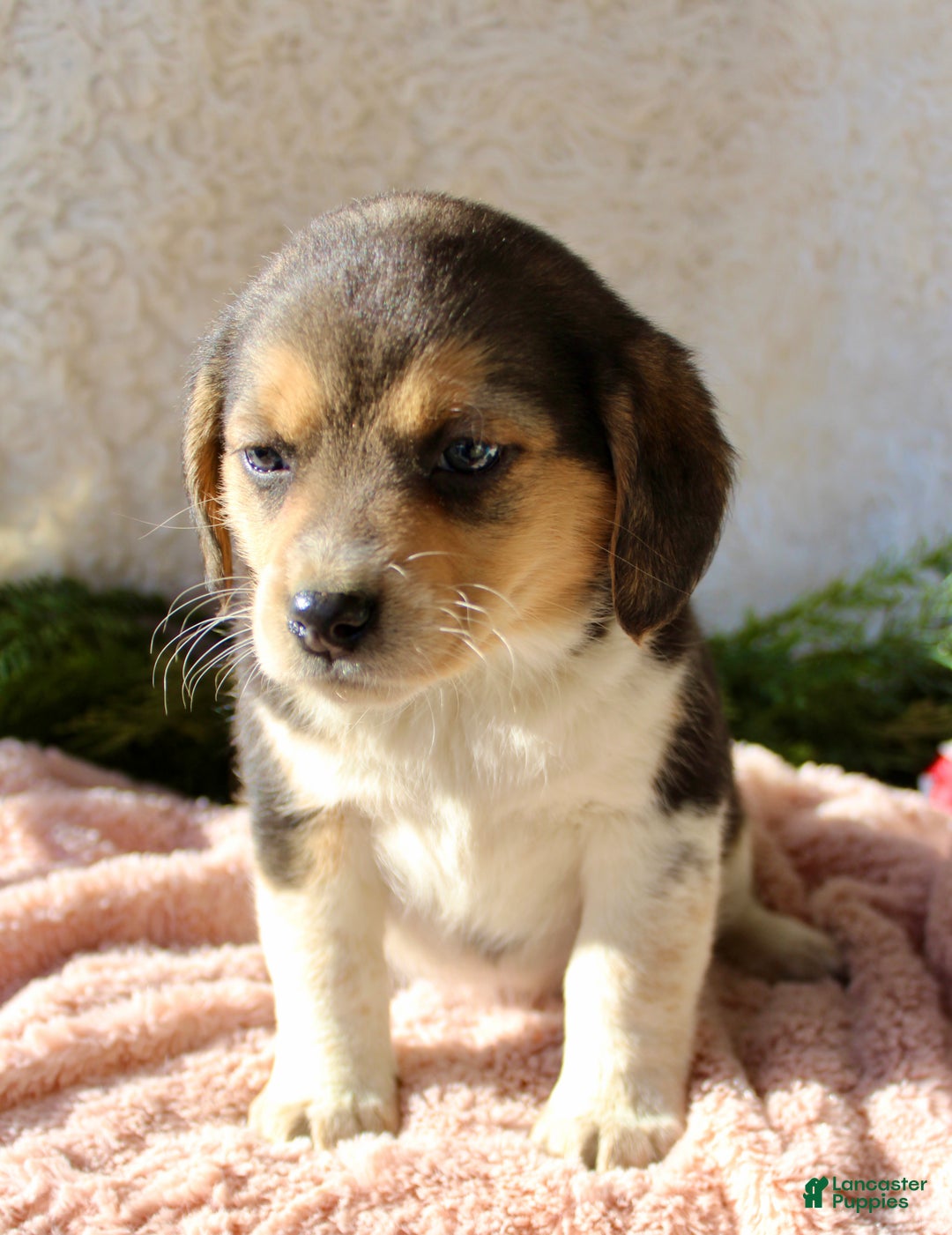 Mixed Breed dogs for sale: Taffy - Ad 3