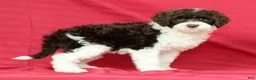 Portuguese Water Dog dogs for sale: Roxie - Ad 9