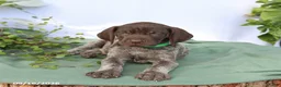 German Shorthaired Pointer dogs for sale: Maverick - Ad 3