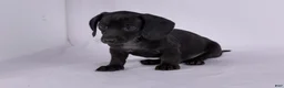 Miniature Dachshund dogs for sale: Peter - Ad 6