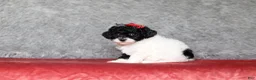 Mixed Breed dogs for sale: Ember - Ad 11