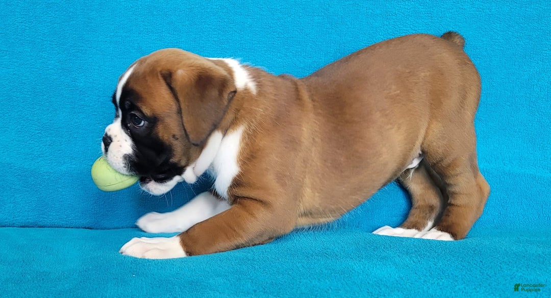 Gallery Image {{count}}