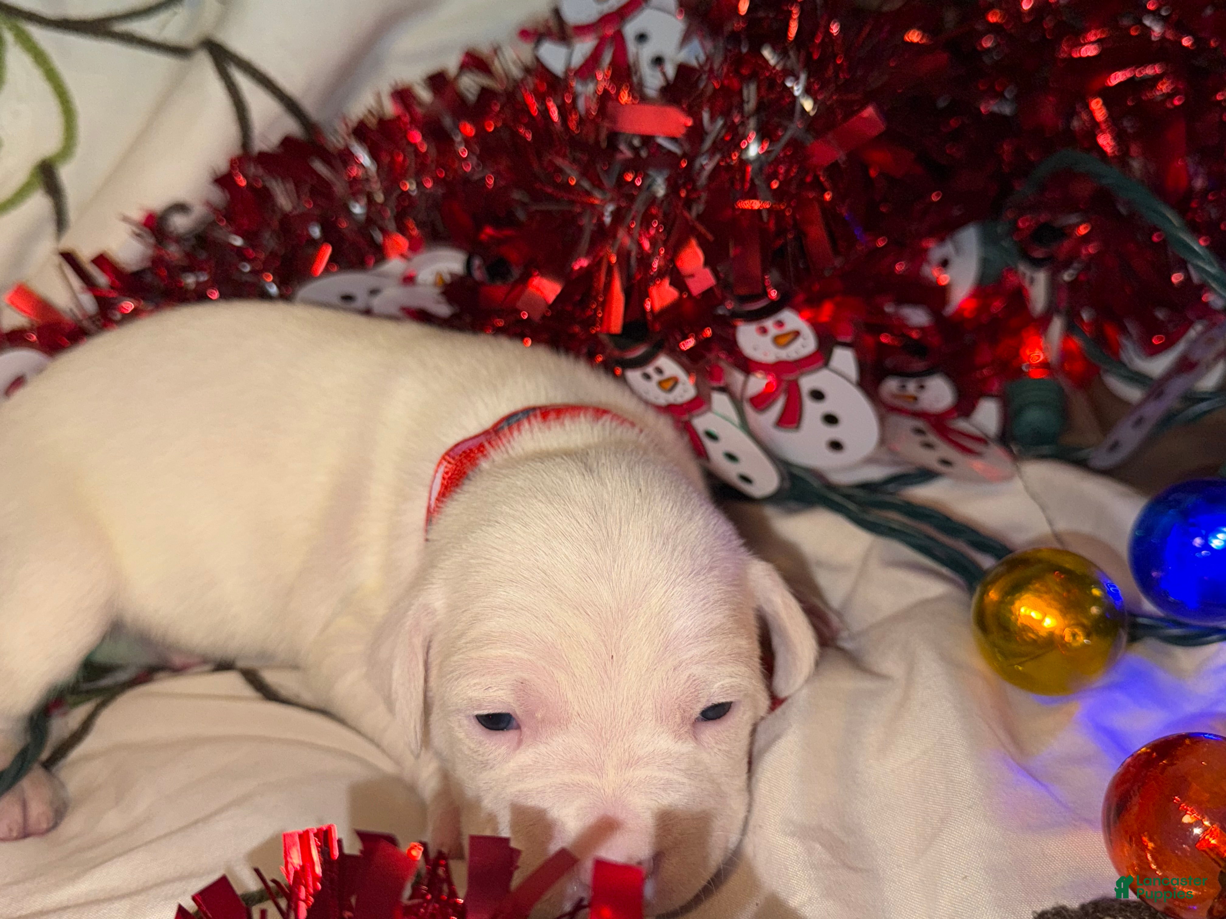 Mixed Breed dogs Puffball - Ad 1