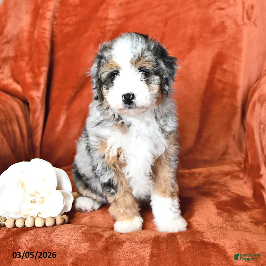 Mini Aussiedoodle dogs for sale: Skye - Ad 1