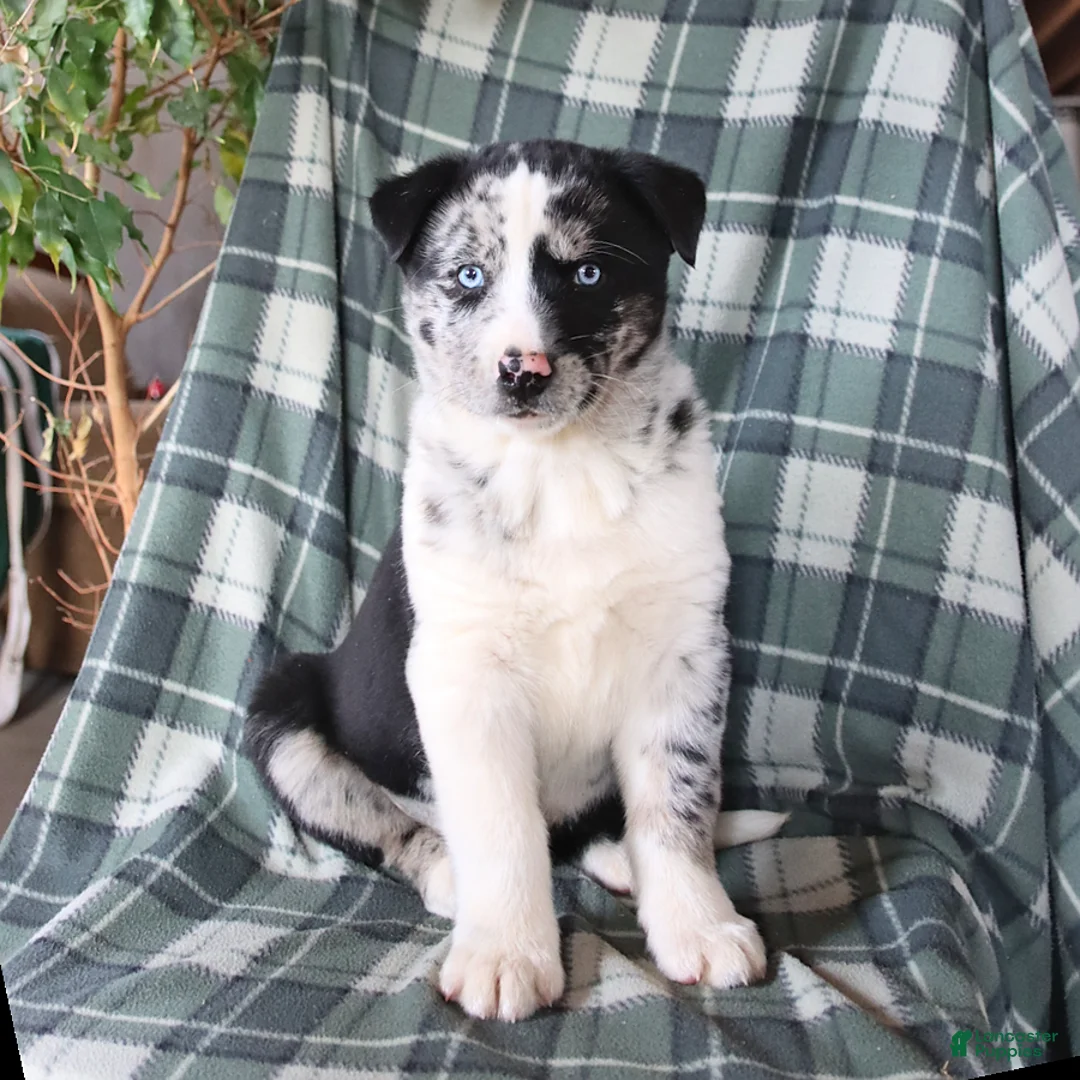 Mixed Breed dogs for sale: Scout - Ad 3