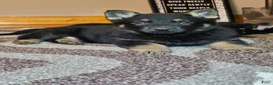 German Shepherd Puppy 1
