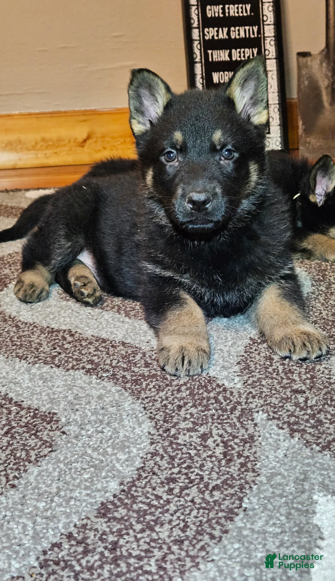 German Shepherd dogs for sale: German Shepherd Puppy 1 - Ad 1