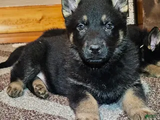 German Shepherd dogs for sale: German Shepherd Puppy 1 - Ad 3