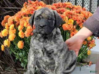 English Mastiff dogs - Ad 10