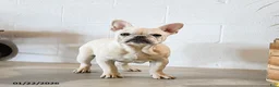 French Bulldog dogs for sale: Creamer - Ad 1