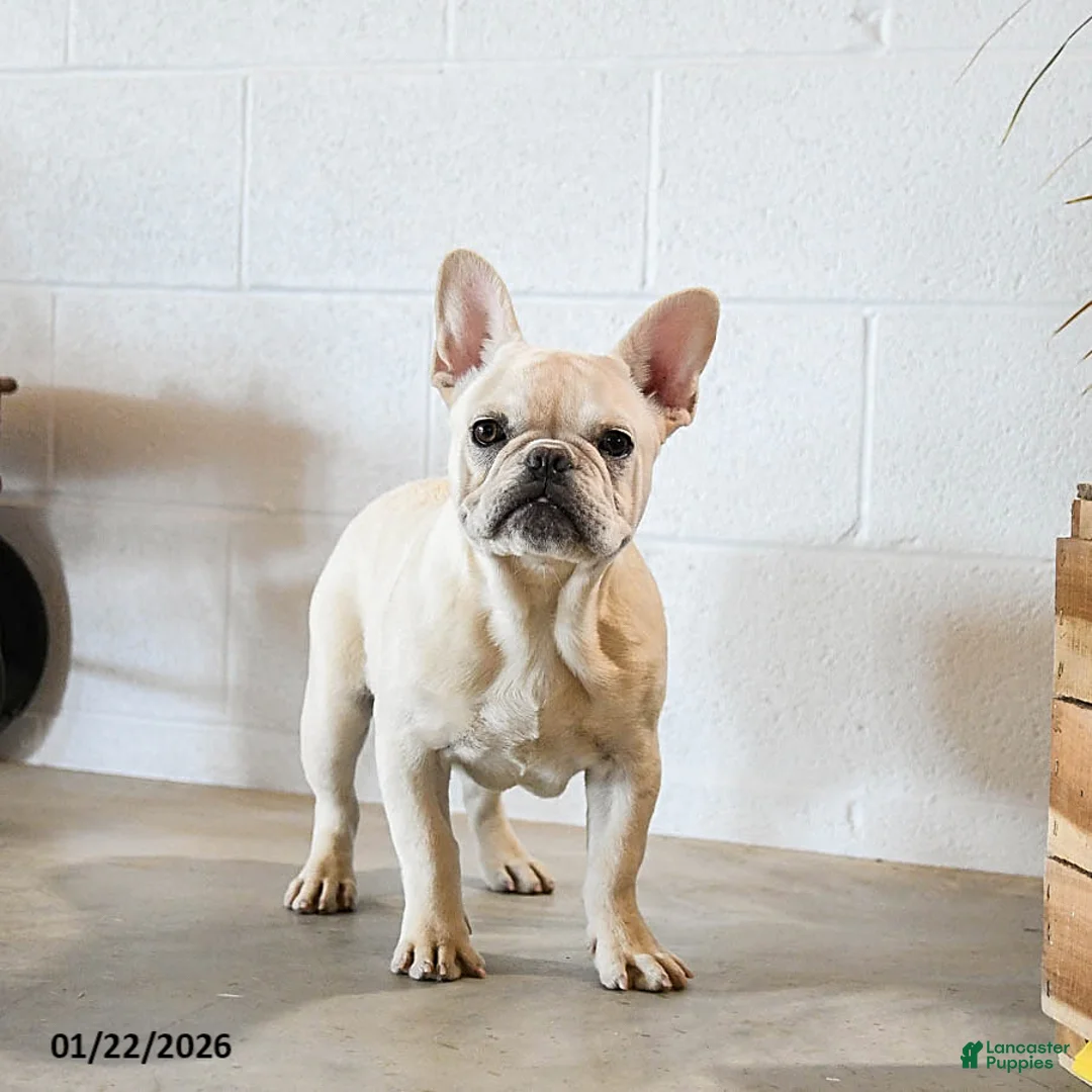 French Bulldog dogs for sale: Creamer - Ad 1