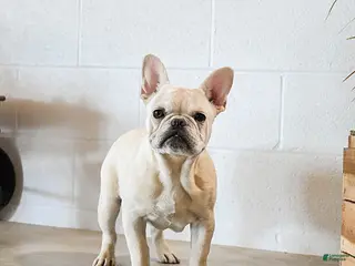 French Bulldog dogs Creamer - Ad 12