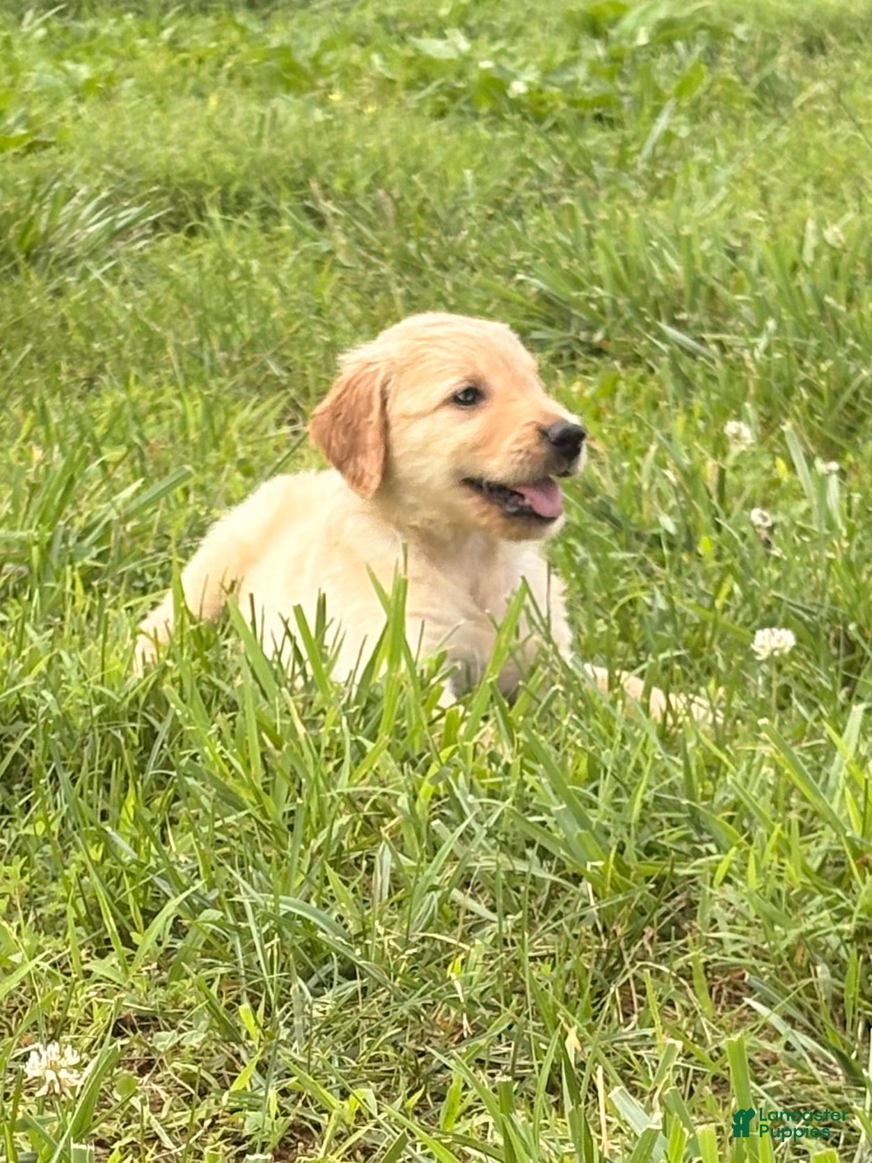 Golden Retriever dogs Rosie - Ad 23