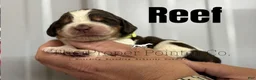 English Springer Spaniel dogs for sale: Reef  - Ad 15