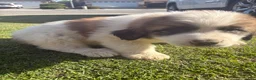 Mixed Breed dogs for sale: Mixed Breed Puppy 2 - Ad 3