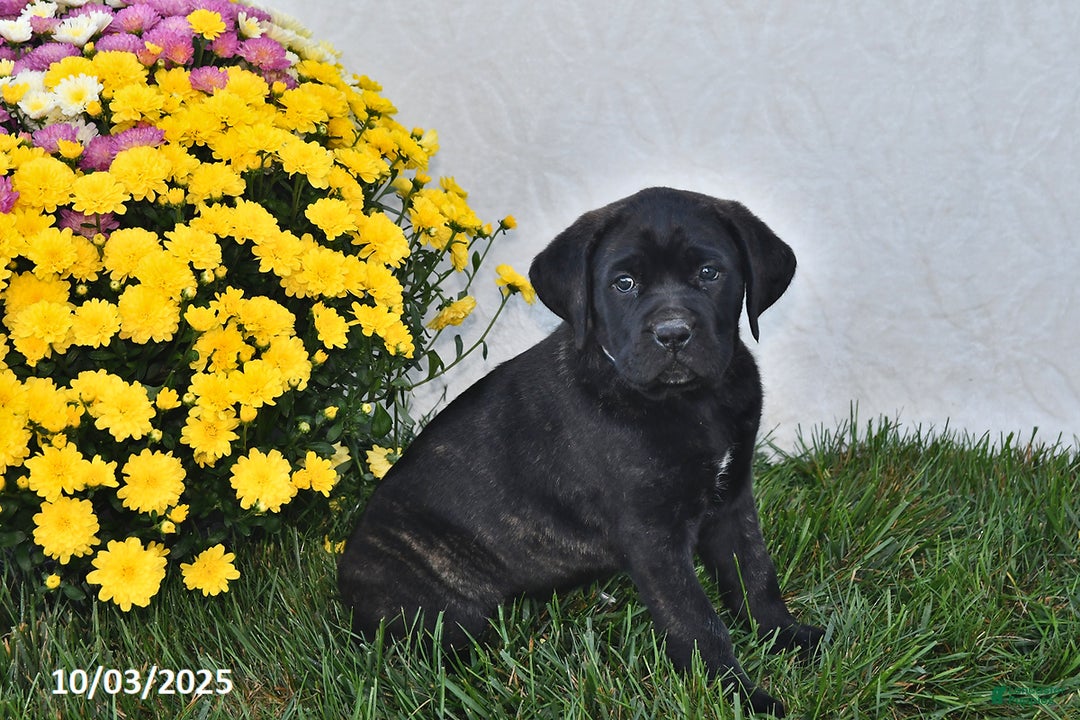 Cane Corso dogs for sale: Brooklyn - Ad 3