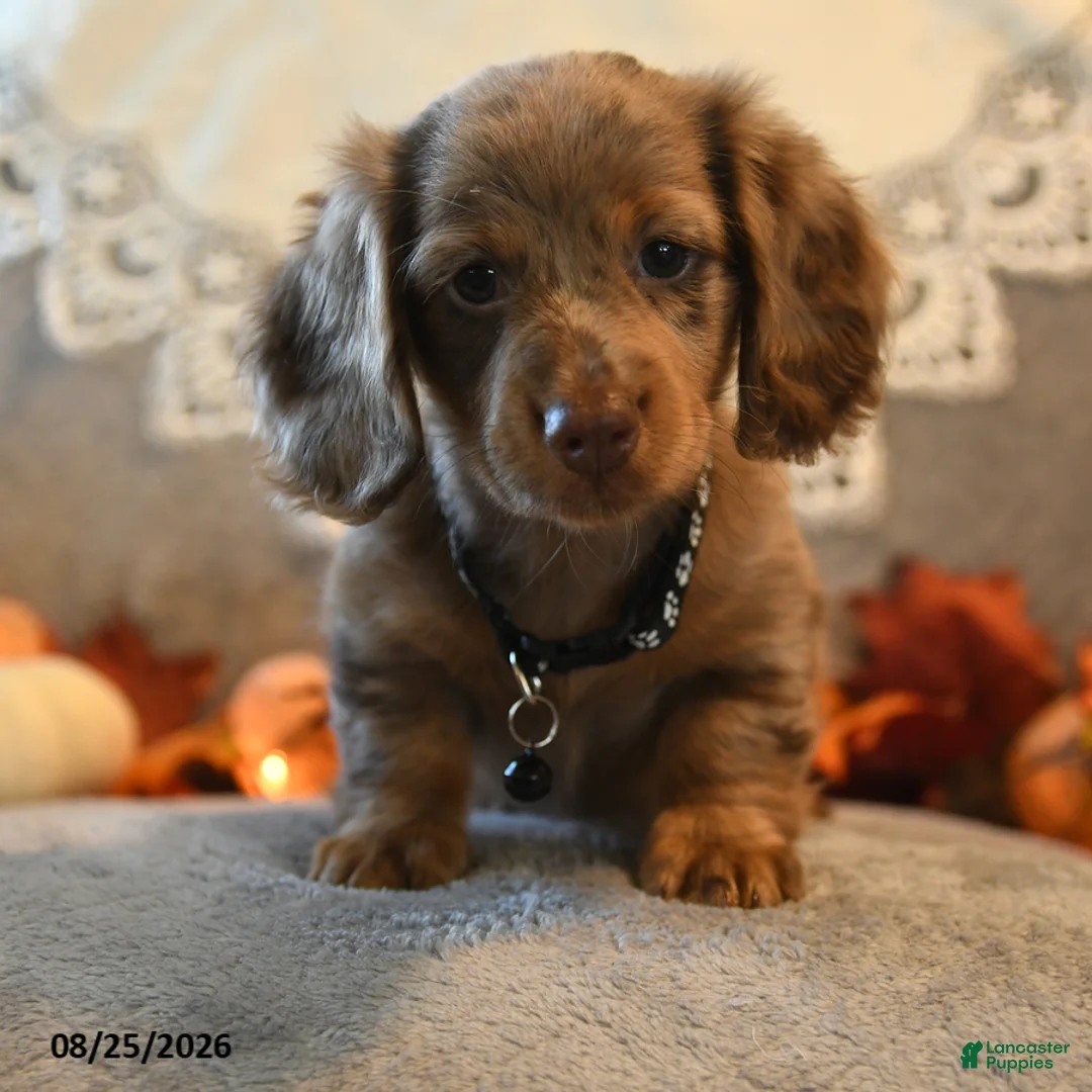 Dachshund dogs for sale: Patsy - Ad 2