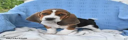 Basset Hound dogs for sale: Casey - Ad 4