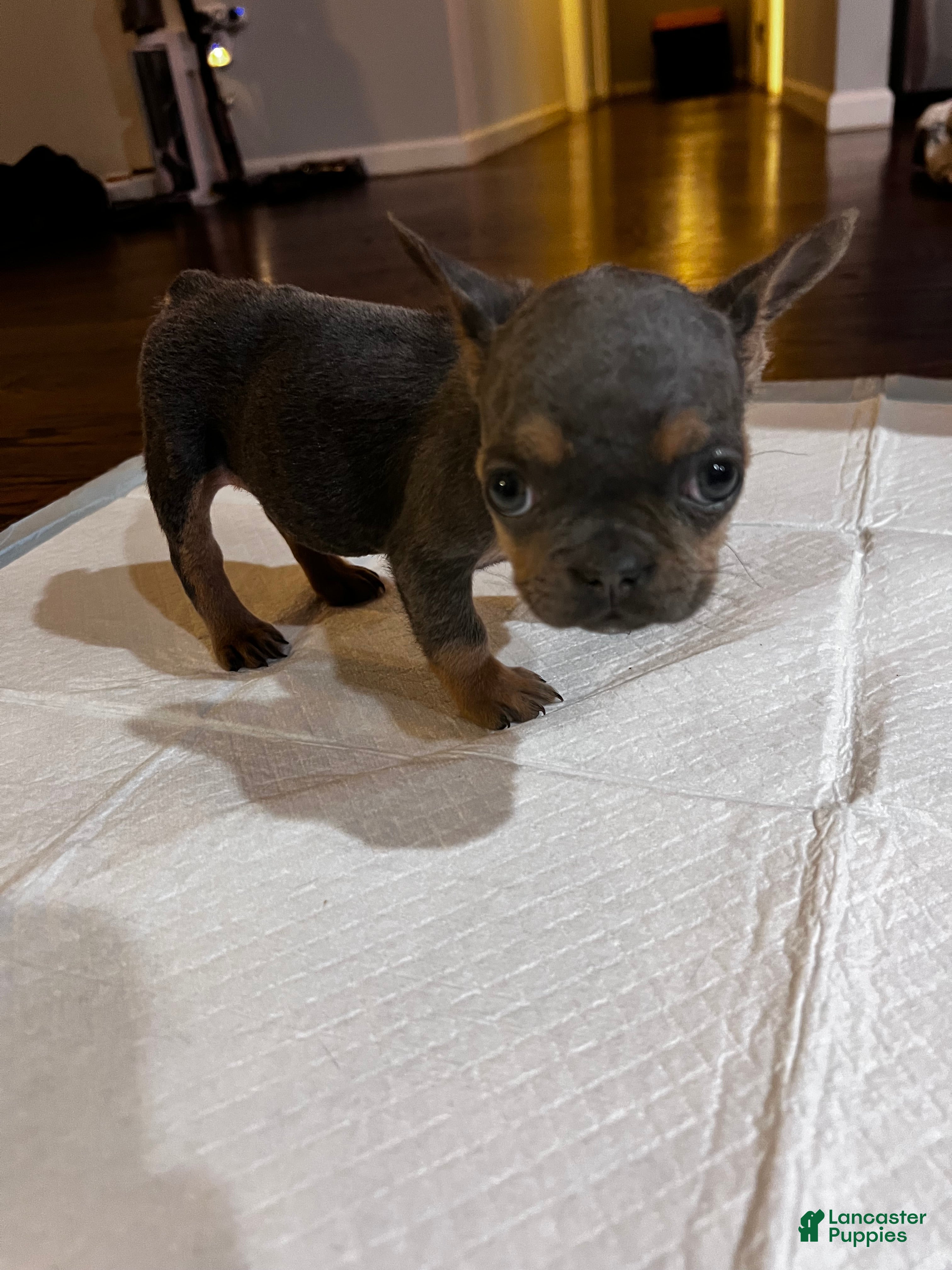 French Bulldog dogs French Bulldog Puppy 2 - Ad 40