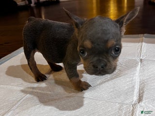 French Bulldog dogs French Bulldog Puppy 2 - Ad 40