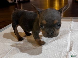 French Bulldog dogs French Bulldog Puppy 2 - Ad 23