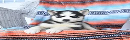 Siberian Husky dogs for sale: Satin - Ad 2