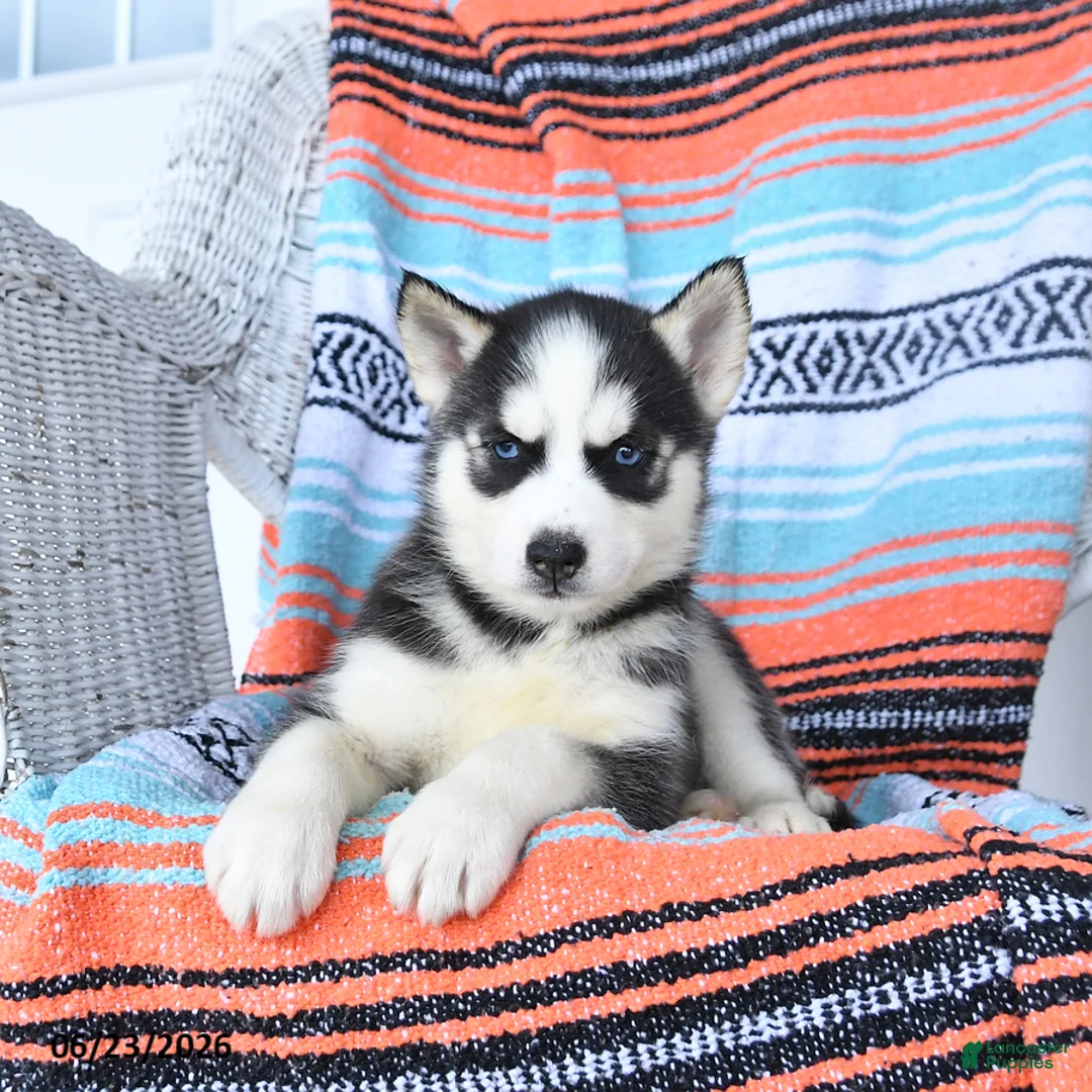 Siberian Husky dogs for sale: Satin - Ad 2
