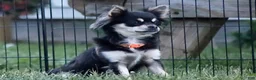 Chihuahua dogs for sale: Nova - Ad 8