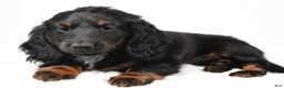 Miniature Dachshund dogs for sale: Fiona - Ad 7