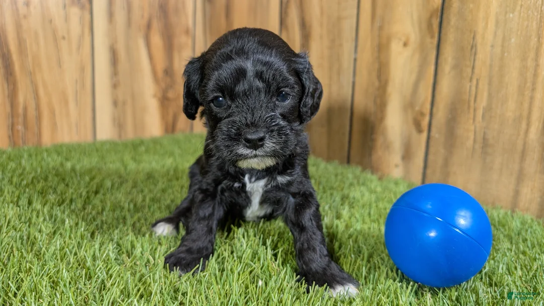 Cavapoo dogs for sale: Francis Boy 2 - Ad 3